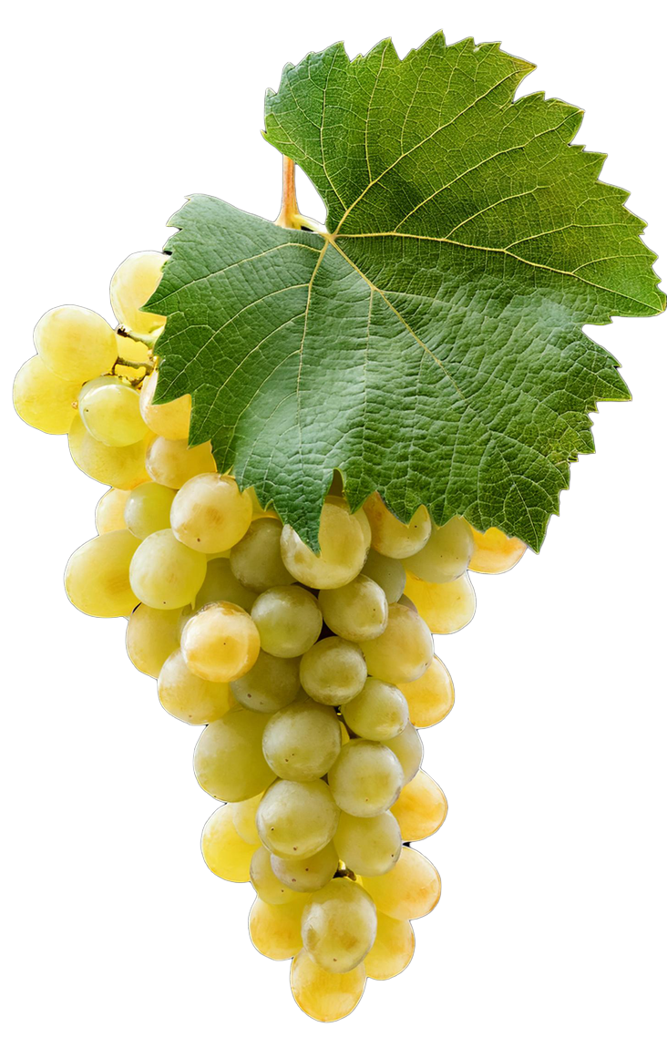 chardonay