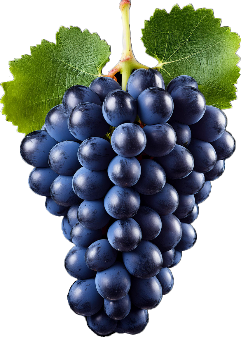 merlot