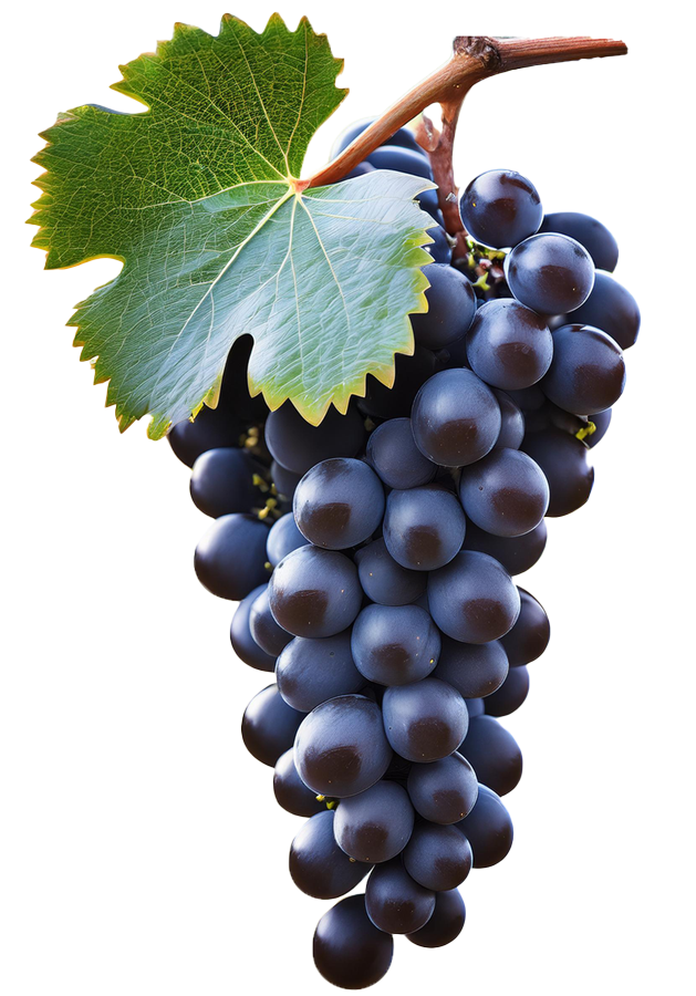 Cabernet Franc
