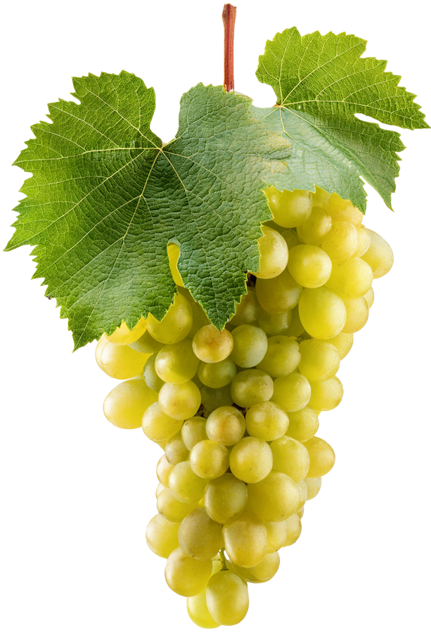 Sauvignon Blanc