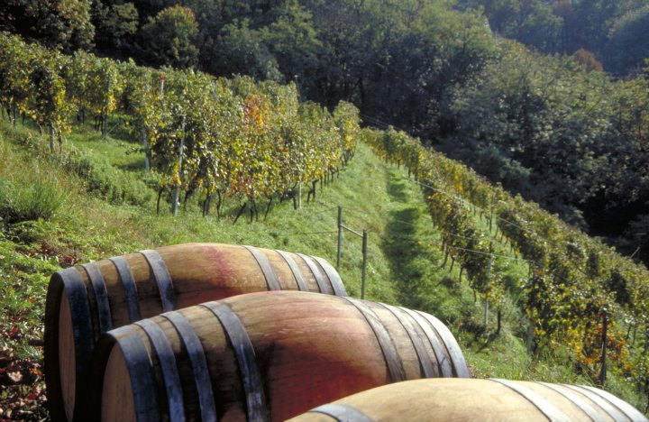 Colline ondulate