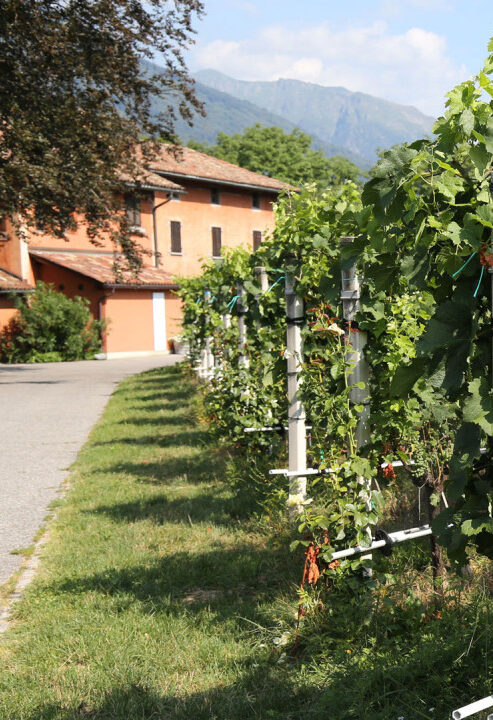 Il futuro agricolo