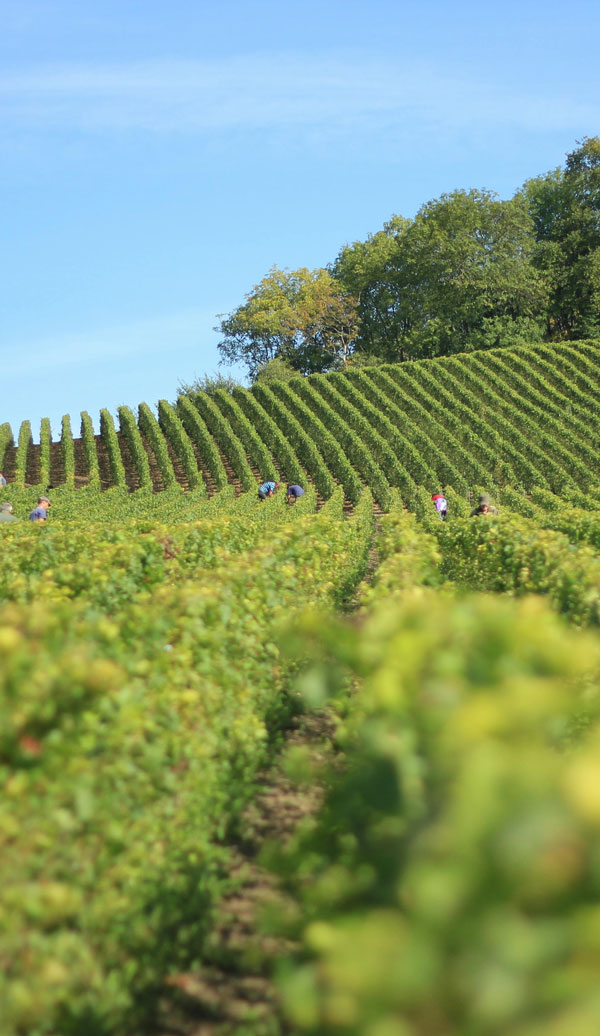 Produzione vinicola svizzera