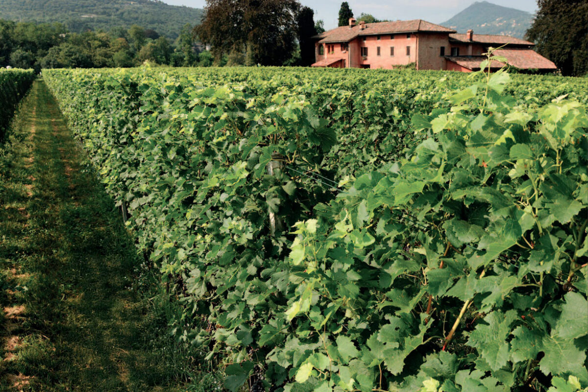 vines-depth vines-depth